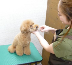 寵物養護與經營專業