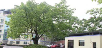 重慶市護士學校校園一角