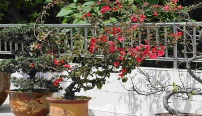 重慶萬州三峽服裝藝術學校校園一角