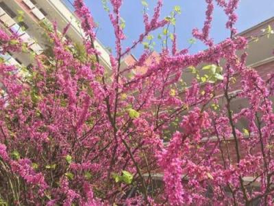 磨石外語學校怎么樣、好嗎