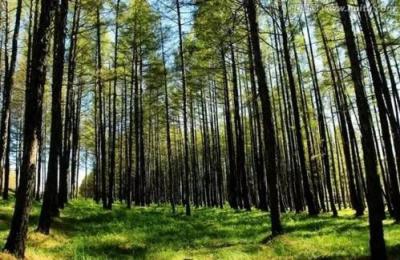 現代林業技術專業