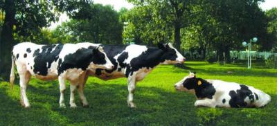 畜牧獸醫(yī)專業(yè)