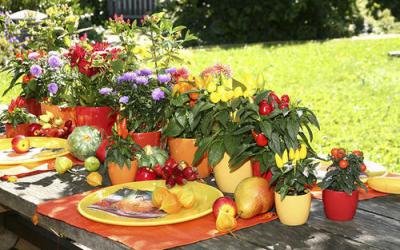 果蔬花卉生產(chǎn)技術(shù)專業(yè)