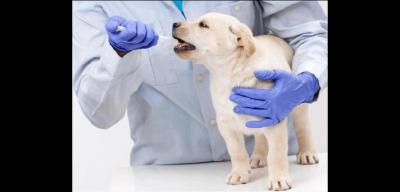 寵物養護與馴導專業