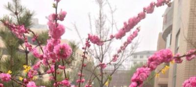 西翔航空學院2021年報名條件以及招生對象情況如何